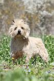 CAIRN TERRIER 261